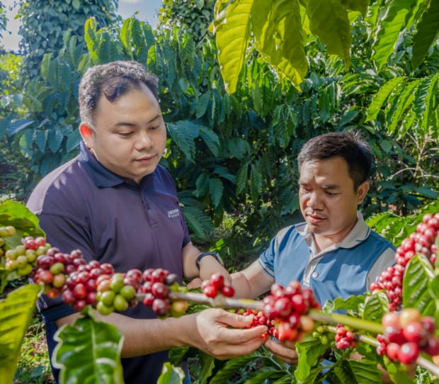 Xuất khẩu cà phê “kho báu đen” của Việt Nam lập kỷ lục 8,4 tỷ USD – và tín hiệu mới về bảo vệ rủi ro khí hậu